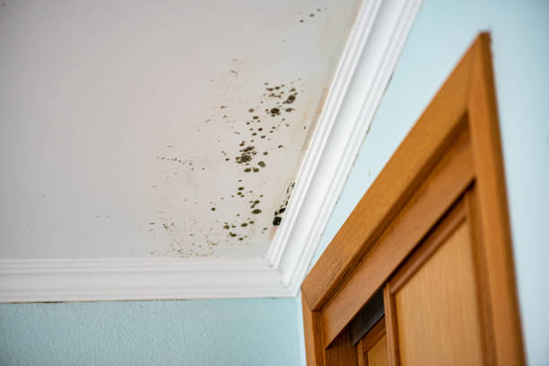 Trusted Yardville, NJ Mold Removal Experts